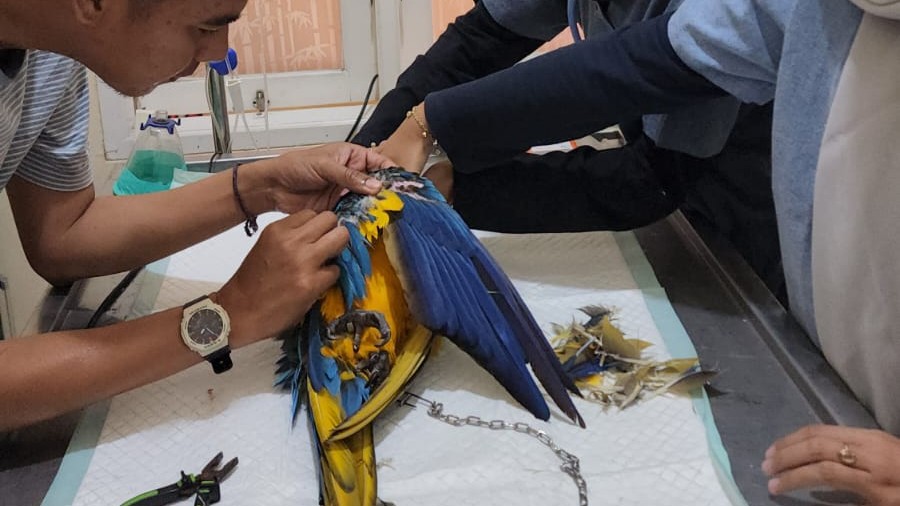 Layanan Penitipan dan Perawatan SandR Bird Camp