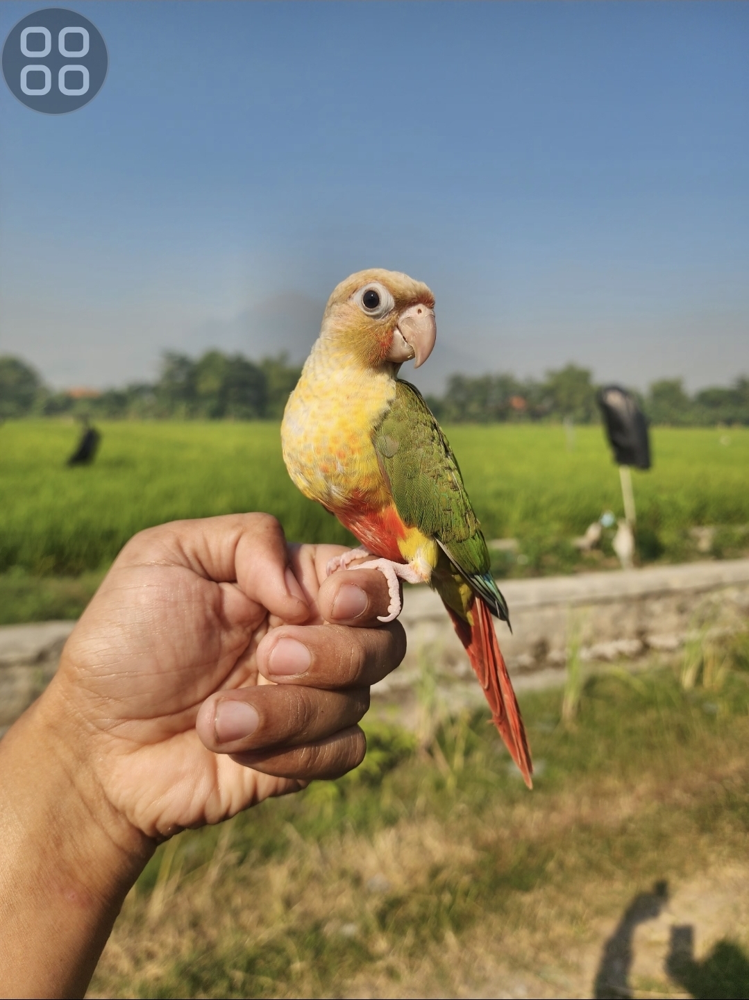 PINEAPPLE CONURE FREE FLY