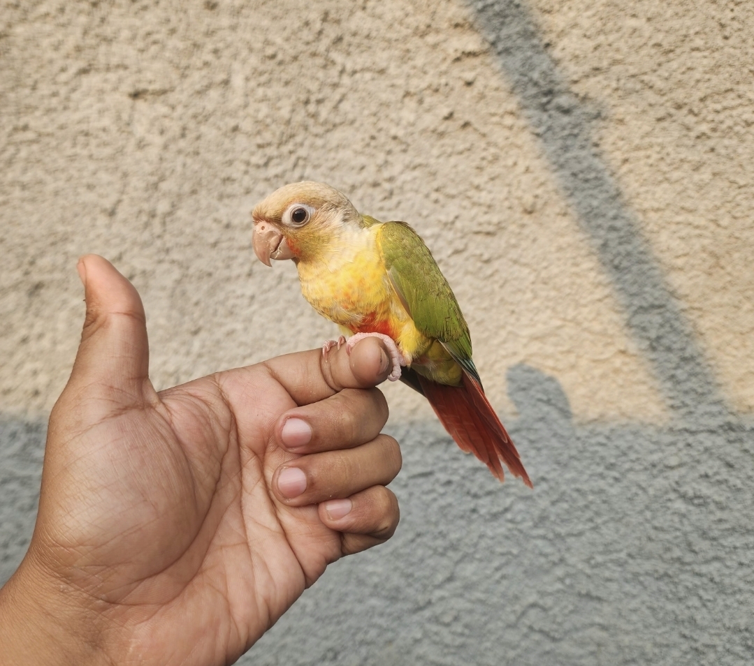 PINEAPPLE CONURE INDOOR