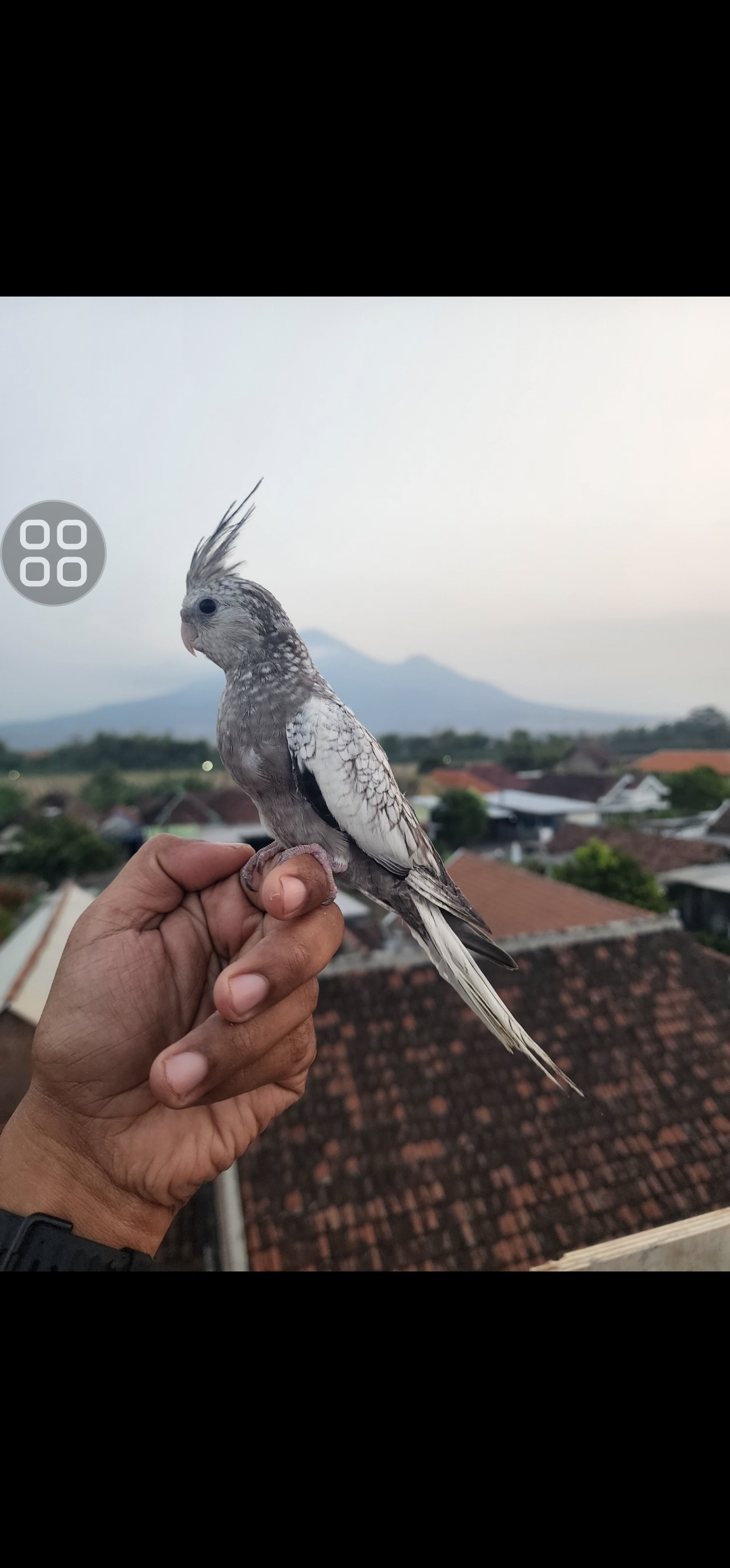 FALK WF MUTIARA FREE FLY