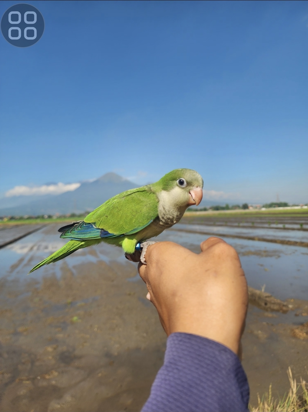 MONK PARKIT HIJAU FREE FLY