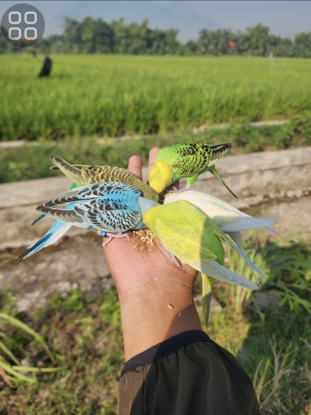 PARKIT LOKAL FREE FLY