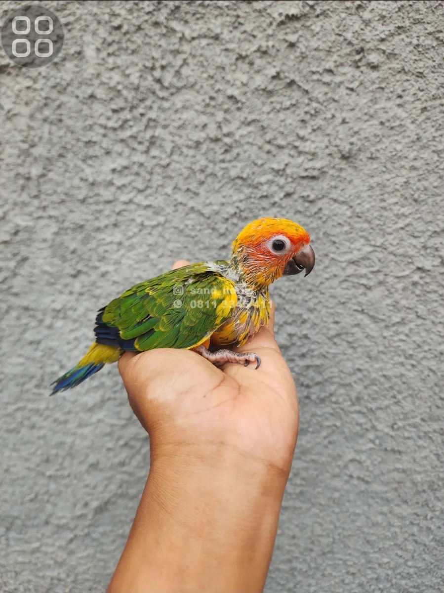 SUNCONURE ANAKAN