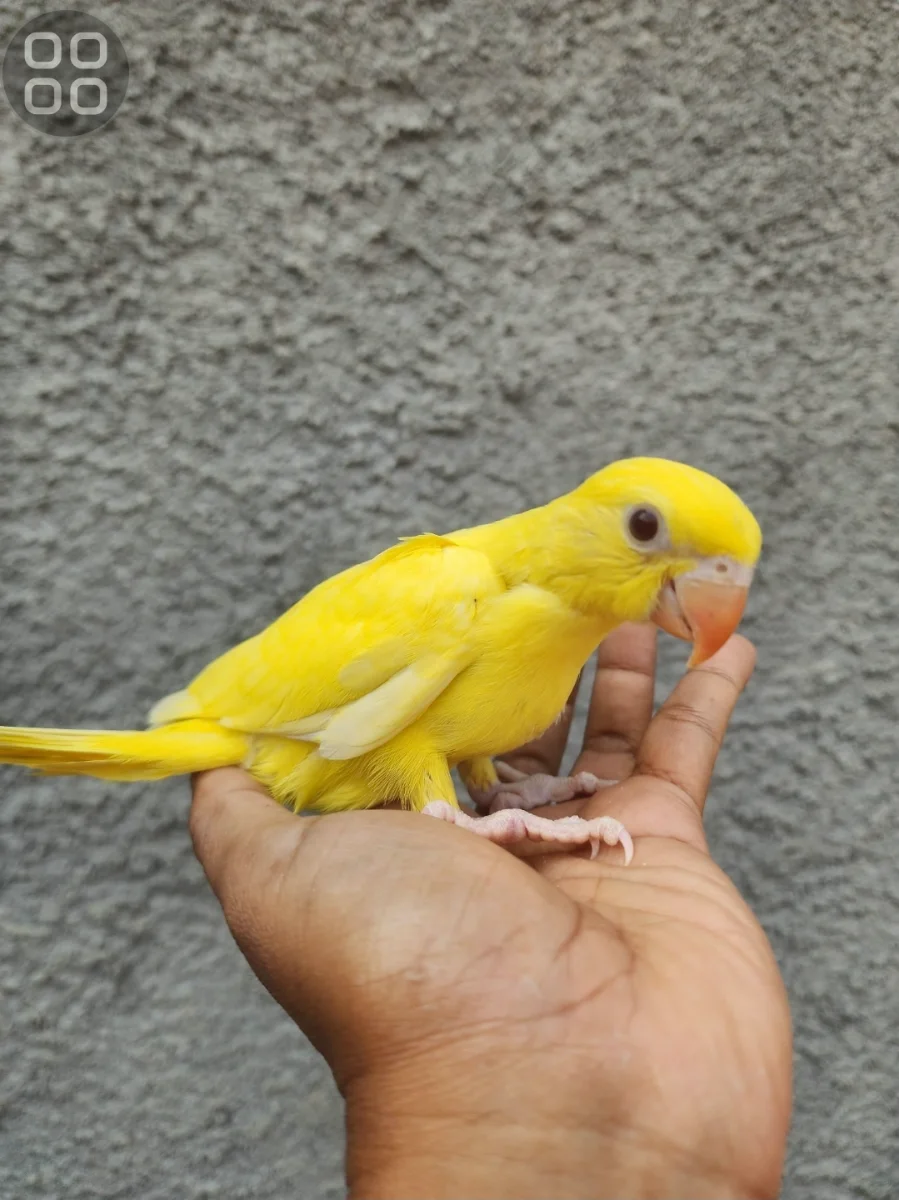 IRN LUTINO ANAKAN